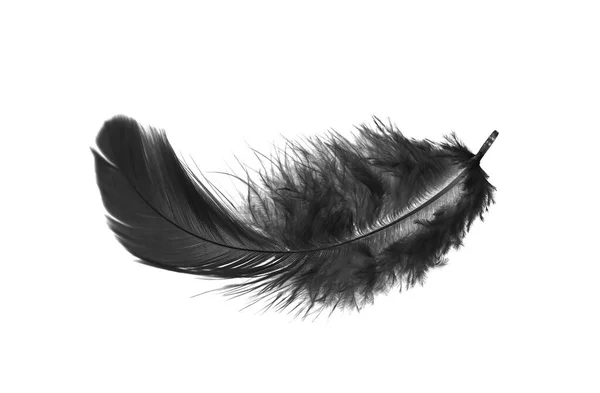 Black Bird Fluffly Feather Isolated White Background — Stock Photo, Image