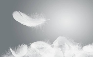 Soft White Bird Feathers Falling in The Air. Floating Feathers. Down Swan Feathers.