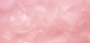 Soft Pink Feathers Texture Background. Swan Feathers
