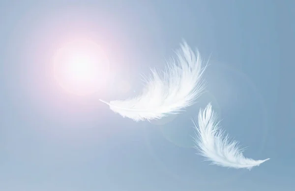 White Fluffy Feathers Floating in the Sky. Swan Feathers Flying in Heavenly.