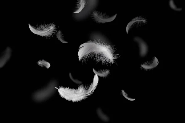 Vita Fluffly Feathers Faller Luften Swan Feather Med Svart Bakgrund — Stockfoto