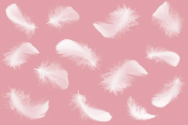 粉红纹理背景上的白色羽毛图案 天鹅羽毛 — 图库照片