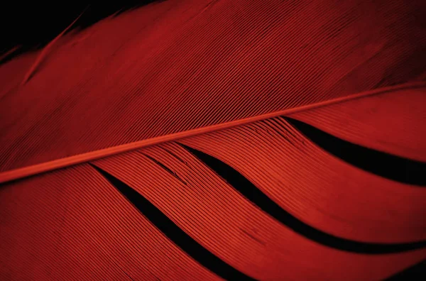 Macro Dark Red Bird Feather Texture Black Background — Foto Stock