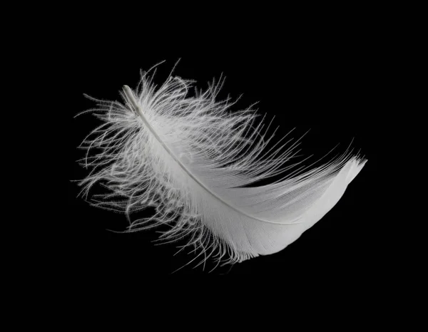 Белое Птичье Перо Изолировано Черном Фоне Сван Феттель — стоковое фото