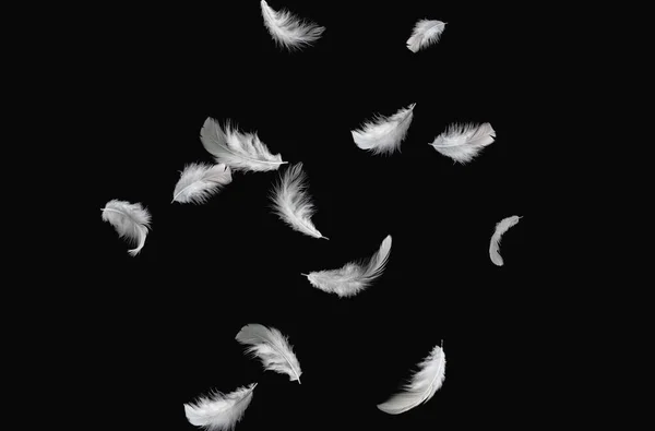 Abstract White Bird Feathers Falling Air Swan Feather Black Background — Stock Photo, Image