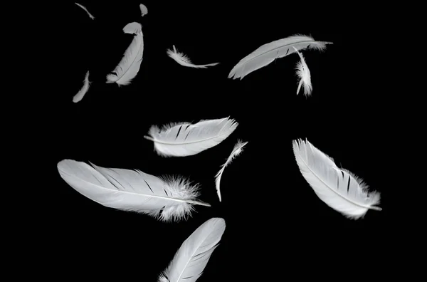 Plumas Abstractas Pájaro Blanco Flotando Oscuridad Pluma Sobre Fondo Negro —  Fotos de Stock