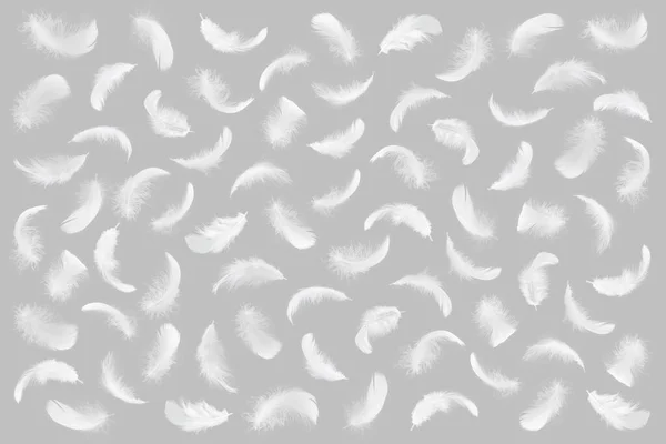 White Bird Feathers Pattern on Gray Background. Swan Feathers Wallpaper Backdrop.