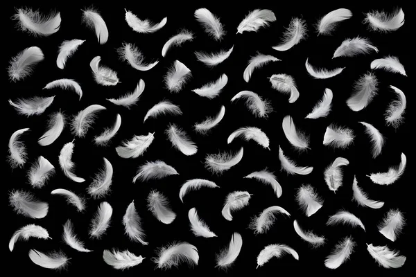 Patrón Plumas Pájaro Blanco Sobre Fondo Negro Plumas Cisne Fondo — Foto de Stock