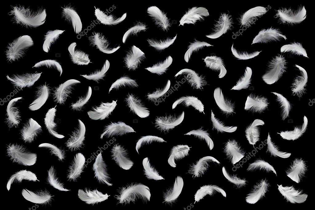 White Bird Feathers Pattern on Black Background. Swan Feathers Wallpaper Backdrop.
