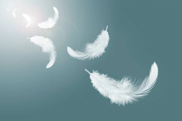 Abstraktní Bílá Ptačí Pera Vznášející Vzduchu Létající Labutí Peří — Stock fotografie