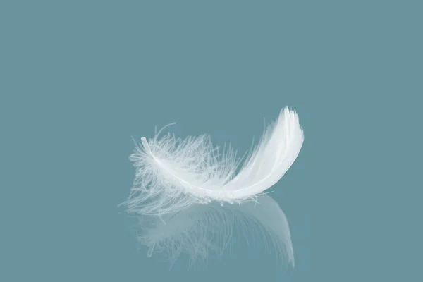 Piume Astratte Uccello Bianco Singolo Con Riflessione Piuma Cigno — Foto Stock