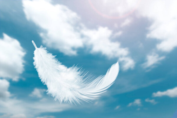 Abstract a Single White Fluffly Bird Feathers Floating in The Sky. Flying Swan Feather