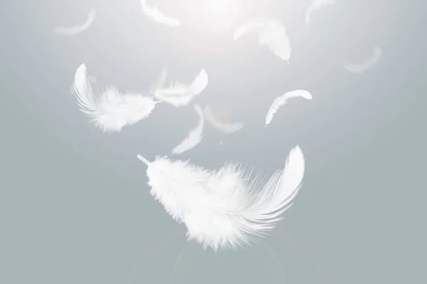 Plumas Fluffly Blancas Abstractas Cayendo Aire Pluma Cisne Flotante —  Fotos de Stock