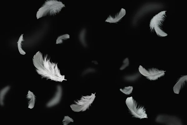 White Bird Feathers Floating Dark Feathers Black Background — Stock Photo, Image