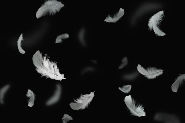 White Bird Feathers Floating in The Dark. Feathers on Black Background.
