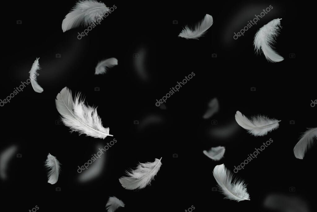White Bird Feathers Floating in The Dark. Feathers on Black Background.