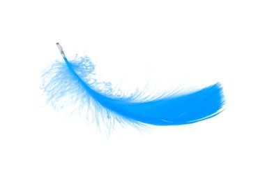 mavi tüy beyaz arkaplanda izole edildi.