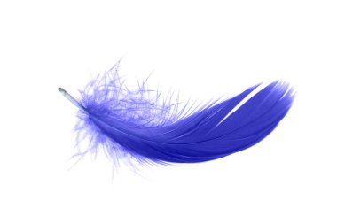 Blue Feather Isolated on White Background. Down Swan Feather.