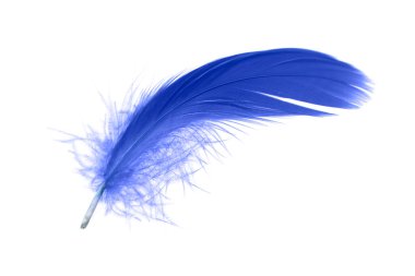 Blue Feather Isolated on White Background. Down Swan Feather.