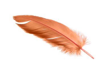 Beyaz arka plan üzerinde izole kahverengi kuş tüyü.