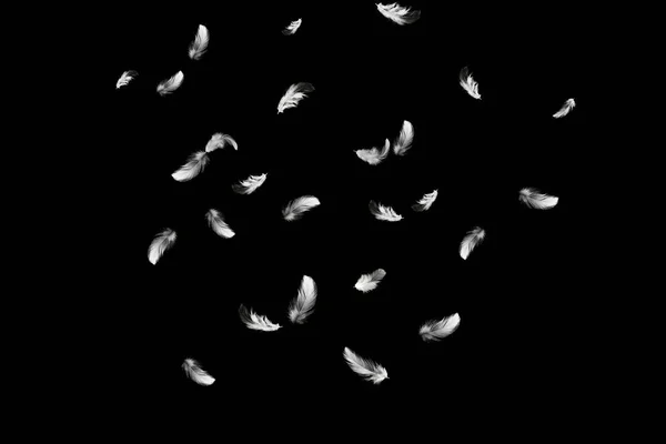 Abstract Group White Feathers Falling Air Feathers Black Background — Foto Stock