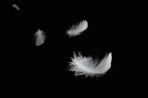 Abstract White Bird Feathers Floating Dark Feathers Black Background — Zdjęcie stockowe