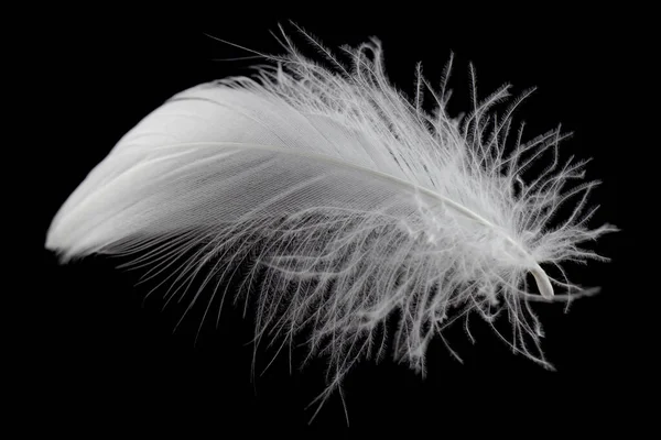 Λευκό Φτερό Απομονωμένο Λευκό Φόντο Φτερό Του Κύκνου — Φωτογραφία Αρχείου
