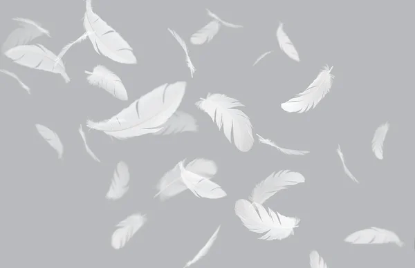 灰背景下白鸟羽毛漂移的文摘组 — 图库照片