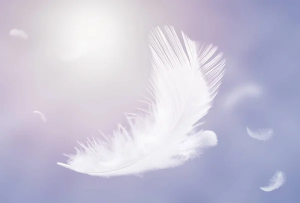 Abstract White Bird Feathers Floating Sky Flying Swan Feather — Stock Photo, Image