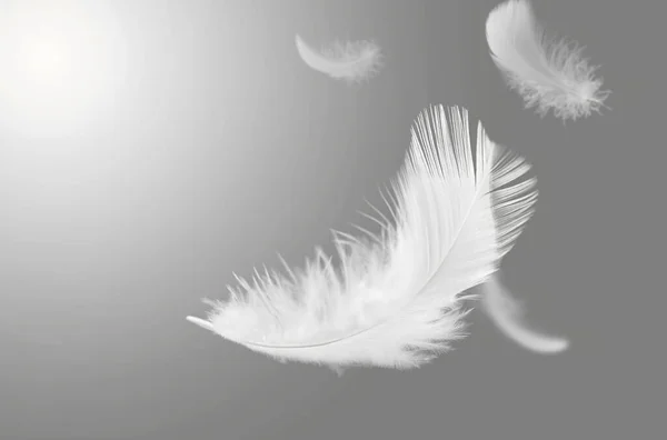 概要空に浮かぶ白い鳥の羽 空飛ぶ白鳥の羽 — ストック写真