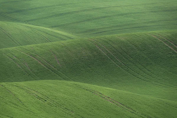 Green Field Waves Spring South Moravia Czech Republic — Stock Photo, Image