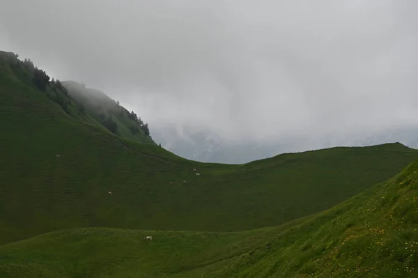 Idylliczny Wiejski Krajobraz Żywą Zieloną Trawą Mglisty Dzień Szwajcarii — Zdjęcie stockowe