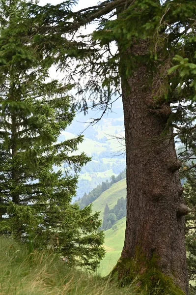 瑞士山区小径上的老树 — 图库照片