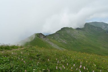 Idyllic çiçekleri, yeşil, İsviçre 'de Alp çayır manzarası.
