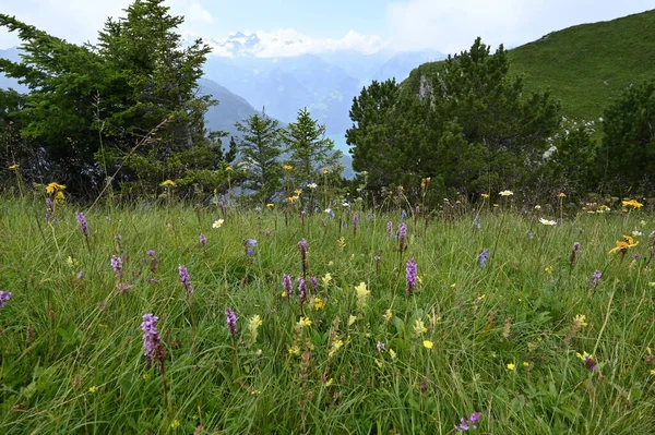 瑞士阿尔卑斯山的花朵 从淡淡的淡紫色到阳光普照的黄色 月桂花和蝴蝶杯 再到深红细腻的雪白雪白 — 图库照片