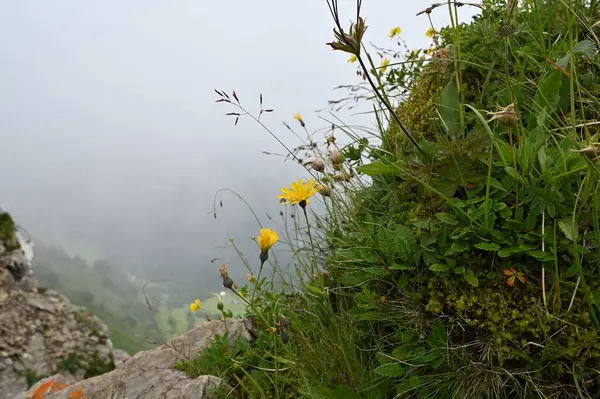 瑞士山区的高山草甸 开黄花绿草 — 图库照片