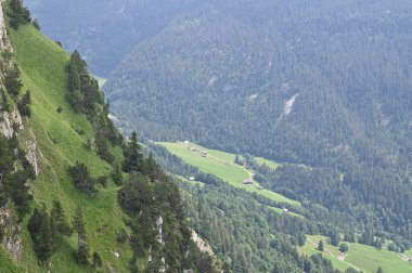 Dağdaki yeşil çimenli yamaçta büyüleyici kırmızı biberler. 