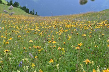 İsviçre, Alpler 'de yaz mevsiminde yaban çiçekleri.