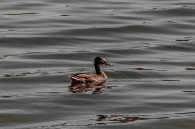 Gagasında yaprak olan bir nehir ördeği gün boyunca yüzer..