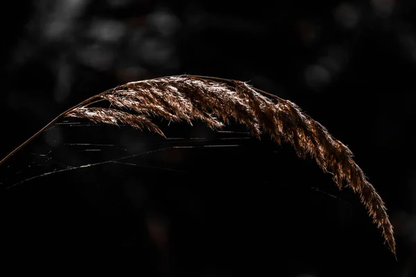Droge spikelet met spinnenweb verlicht door licht op een donkere achtergrond. — Stockfoto