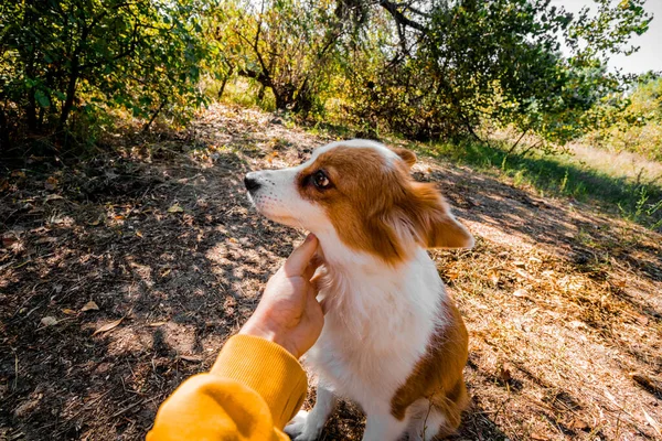 Main humaine caressant un chien dans la nature. Prendre soin des animaux, aimer les animaux. — Photo