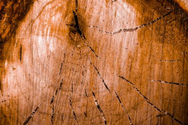 Ağacın çapraz kesimi. Ahşap dokular. Kesme ağacı yakın plan.
