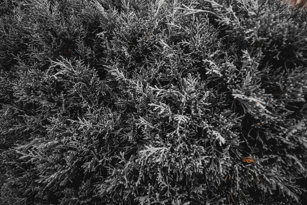 Cipreste denso arbusto close-up. Fundo natural preto e branco. Iluminação escura. — Fotografia de Stock
