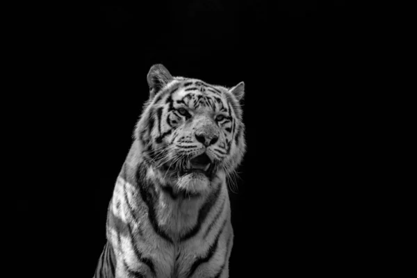 Tigre blanc à bouche ouverte sur fond noir. Le symbole de 2022. — Photo