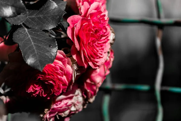 Rosa Rosa Botões Contra Fundo Uma Treliça Sombria Escura Foto — Fotografia de Stock