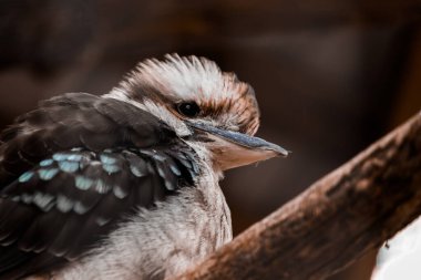 Kookabara bir dala oturur ve yana bakar. Soğuk havanın başlangıcı.