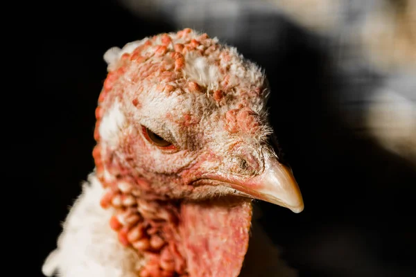 White turkey close-up. Head of poultry. Agriculture.