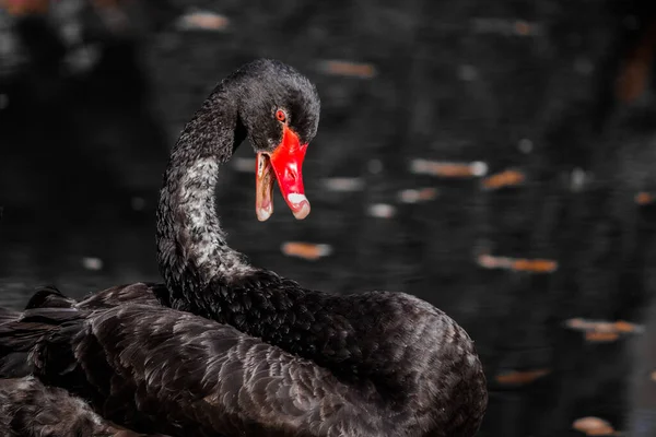 黑天鹅一种黑色的天鹅，有张开的红色嘴，背景在黑暗的黑色湖中. — 图库照片