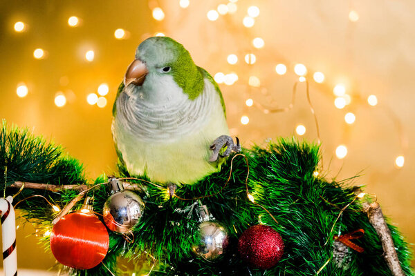 Зеленый попугай сидит в новогодних украшениях. Новый год, 2022.