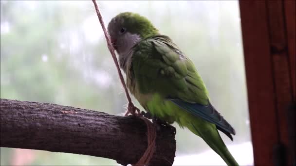 Játékos zöld papagáj szerzetes körülnéz és furcsán viselkedik.. — Stock videók